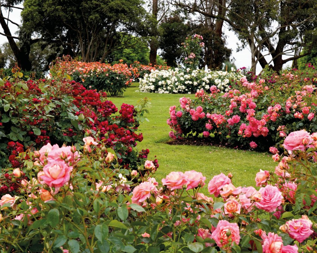 garden